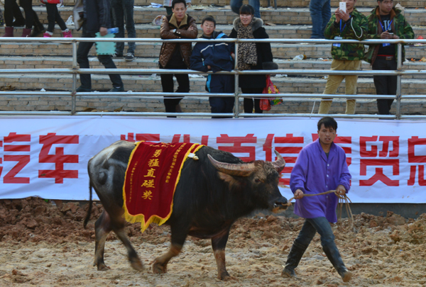 靖州首届中国各省牛王争霸赛决出b,c组冠亚军